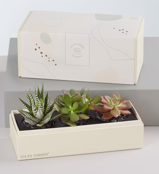 Succulents by Lula's Garden