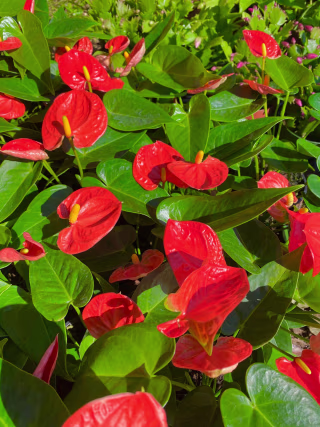 Orange Anthurium