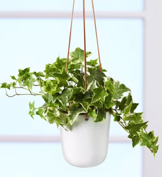 English Ivy Hanging Plant