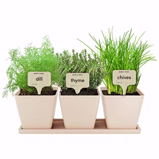 9 Herb Window Garden - Indoor Herb Growing Kit - Kitchen Windowsill Starter Kit - Easily Grow 9 Herbs Plants from Seeds with Comprehensive Guide - Unique Gardening Gifts for Women & Men