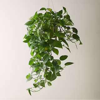 Pothos Plant