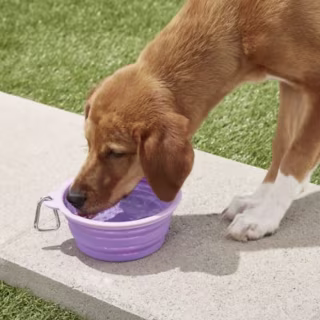Collapsible Travel Bowl