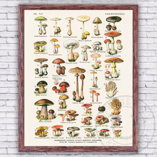 Edible Mushrooms Champignons Vintage French Illustration Poster Repro - Wall Art Print Decor - Size and Frame Options