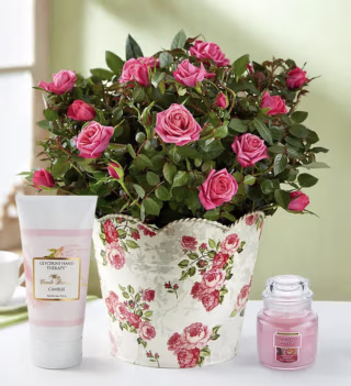 Classic Budding Roses