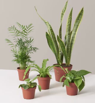 Plant Parent Set