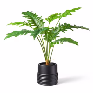 32" x 32" Alocasia Portora Plant in Ribbed Pot Black - Hilton Carter for Target