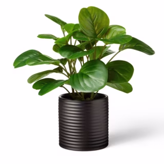 10" x 6" Artificial Peperomia Obtusifolia Plant in Ribbed Ceramic Pot Black - Hilton Carter for Target