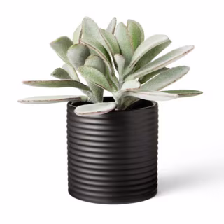 8.5" x 5" Faux Succulent Lamb's Ear Plant in Ribbed Pot Black - Hilton Carter for Target