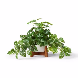 Faux Monstera Adansonii Plant in Pot with Wood Stand White