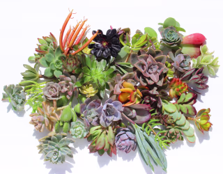 Twenty succulent cuttings 20 different 1-5" large succulent clippings succulent kit succulent garden succulent starter kit