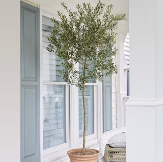 Brighter Blooms Arbequina Olive Tree