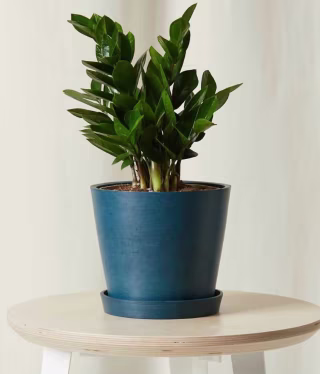 ZZ Plant