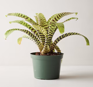 Vriesea Hieroglyphica