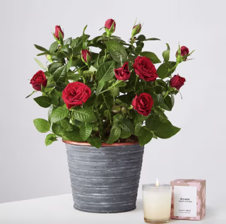 Red Rose Plant
