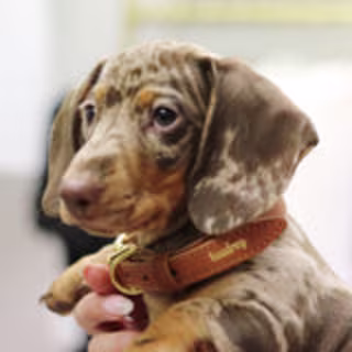 A Girl's Best Friend Dog Collar