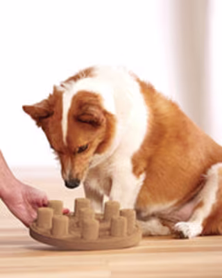 Dog Smart Treat Puzzle Game