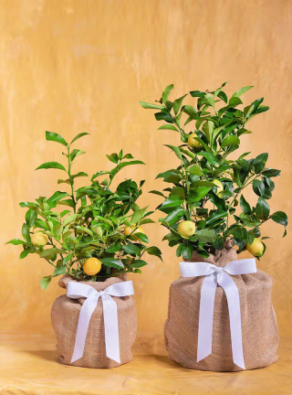 Memorial Sunshine Citrus Lemon Tree