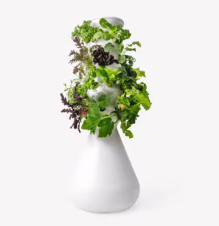 Lettuce Grow The Farmstand