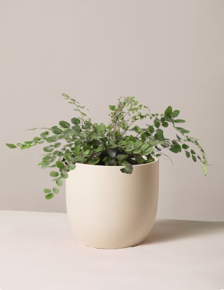 Button Fern