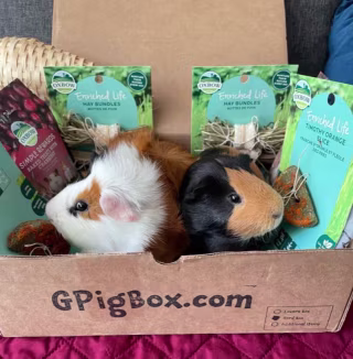 Guinea Pig Subscription Box