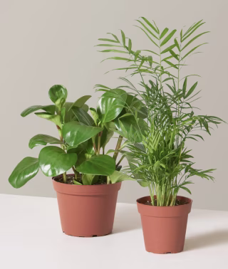 Plants
