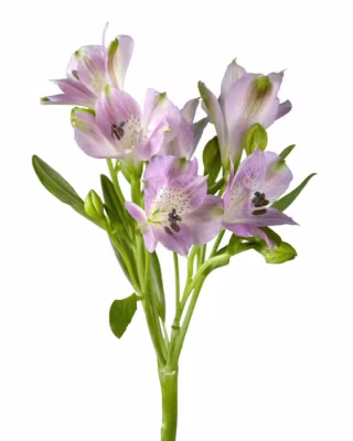 Alstroemeria Lavender