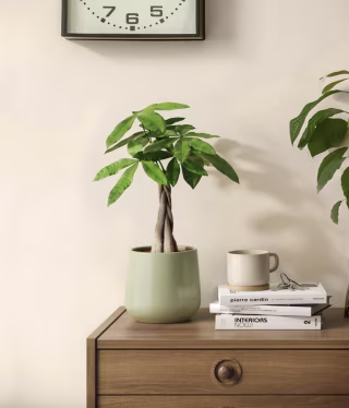 Money Tree