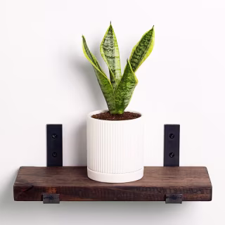 Greendigs Snake Plant