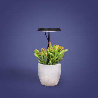 Stem Grow Light, Black