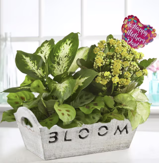 Bloom Dish Garden