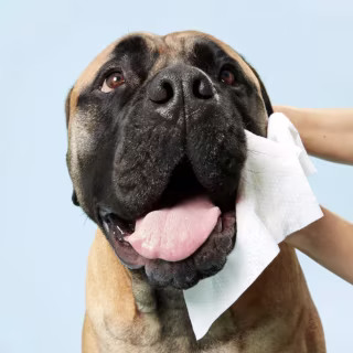 Dog by Dr. Lisa Wipes