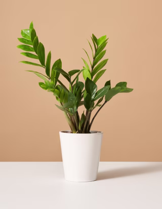 The Sill ZZ Plant