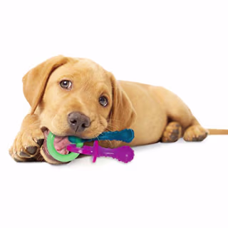 Nylabone Puppy Teething Chew Toys