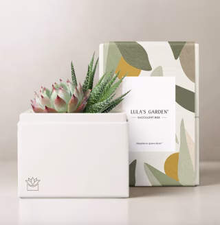 Succulent Box