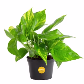 Pothos