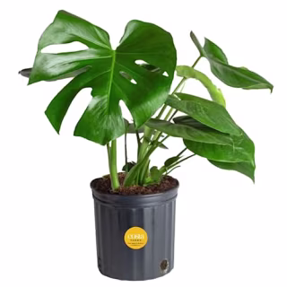 Monstera
