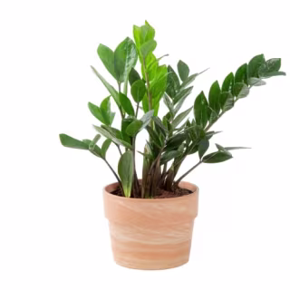ZZ Plant