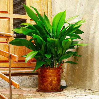Cast Iron Plant