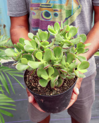 Jade Plant
