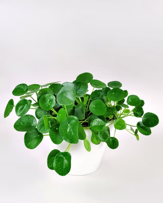 Chinese Money Plant