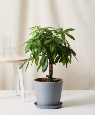 Money Tree