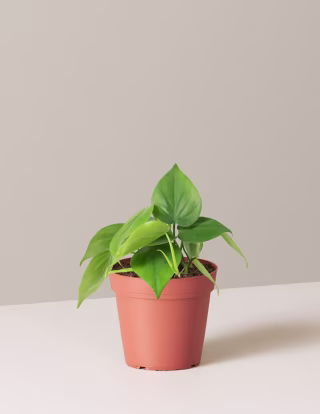 Philodendron