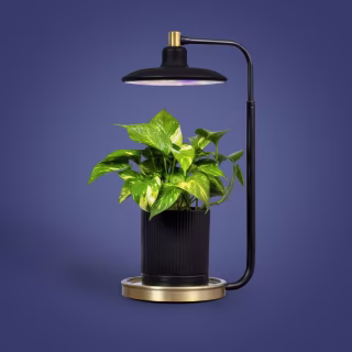 Tabletop Grow Light