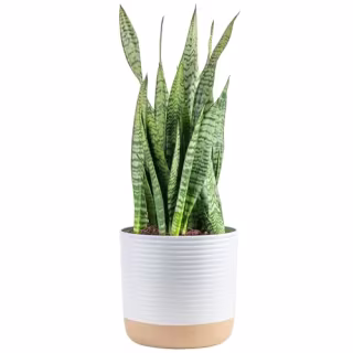 Costa Farms Premium Live Indoor Snake Sansevieria Floor Plant