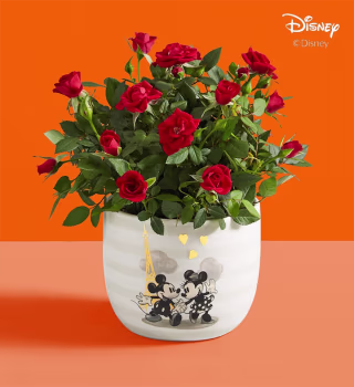 Disney Mickey & Minnie Rose Plant