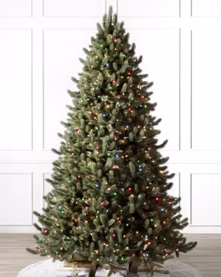Vermont White Spruce