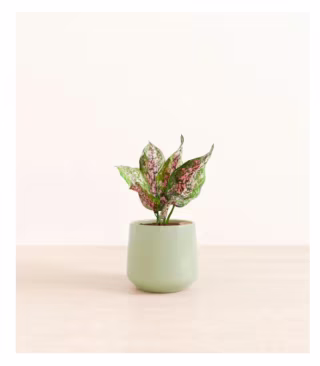 Easyplant Aglaonema Wishes
