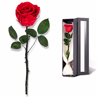 Forever Preserved Rose