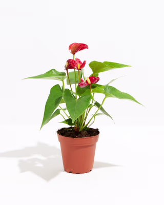 Lively Root Flamingo Flower