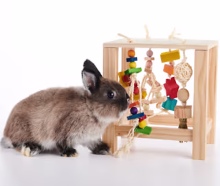 Enriched Life Play Table for Small Animals